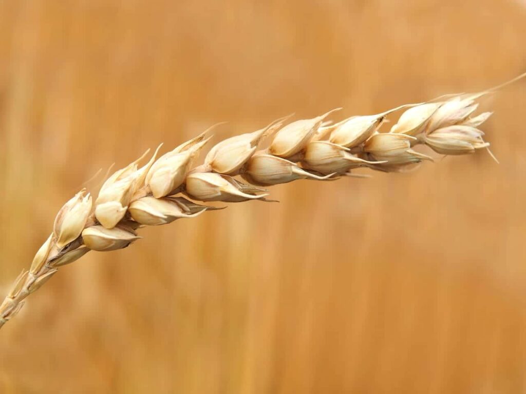 Does Gluten Cause Selenium Deficiency Laraway family dentistry in conroe, tx Gluten Sensitivity, Celiac Disease, and Selenium Deficiency pexels-pixabay-158603